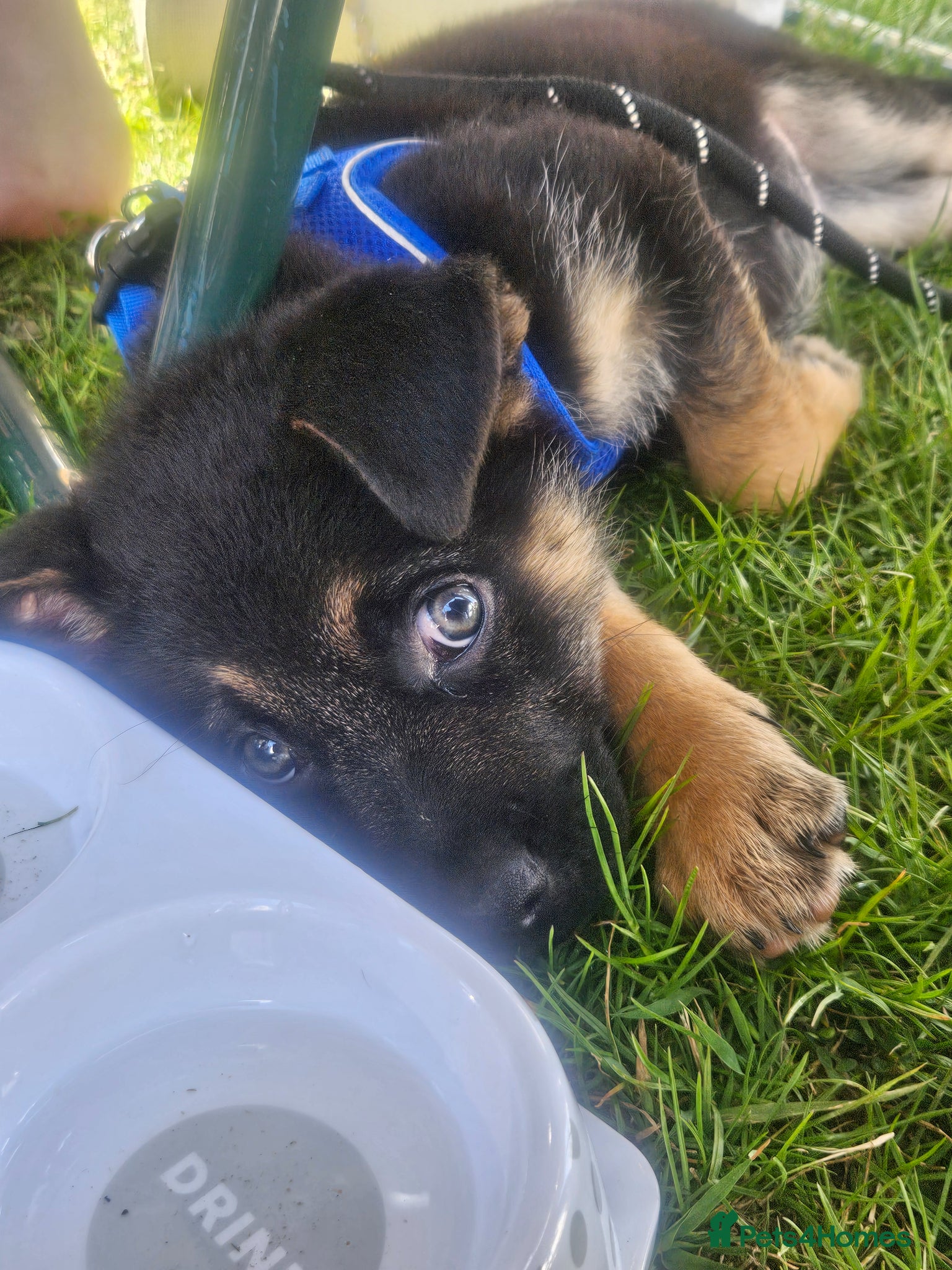 Mixed Breed dogs for sale: "Shug"  puppies last one 😍  - Advert 4