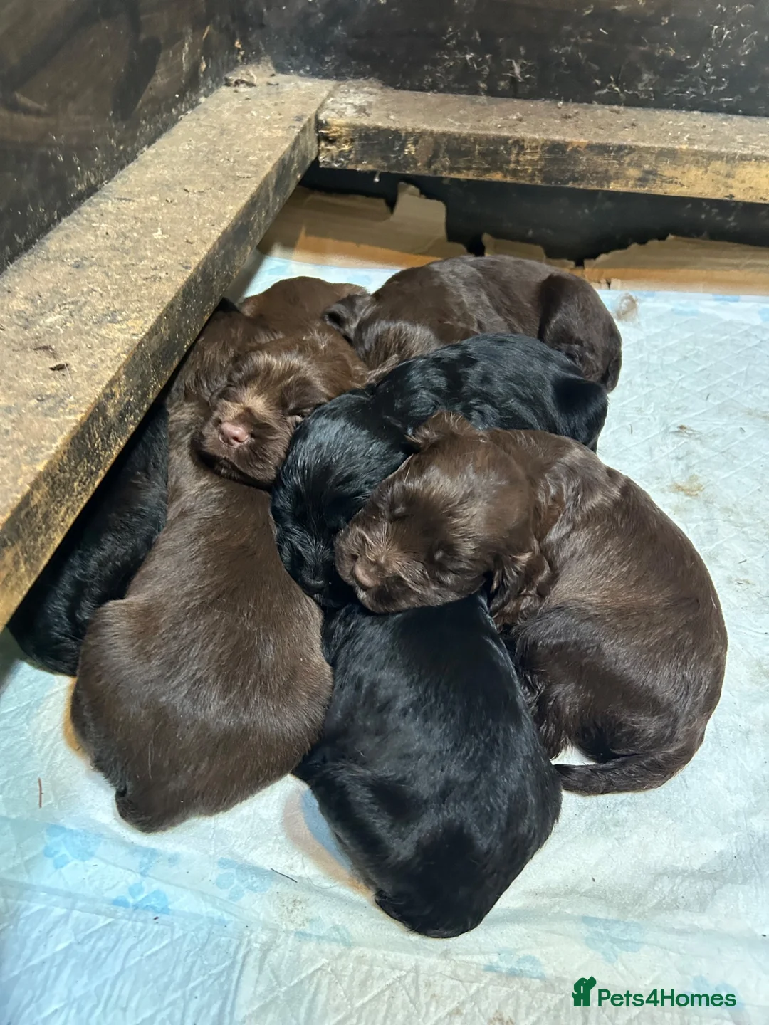 Sprocker dogs for sale: F1 sprockers in Haltwhistle - Advert 1