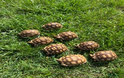 Tortoise reptiles for sale: Sulcata Hatchlings  - Image 4