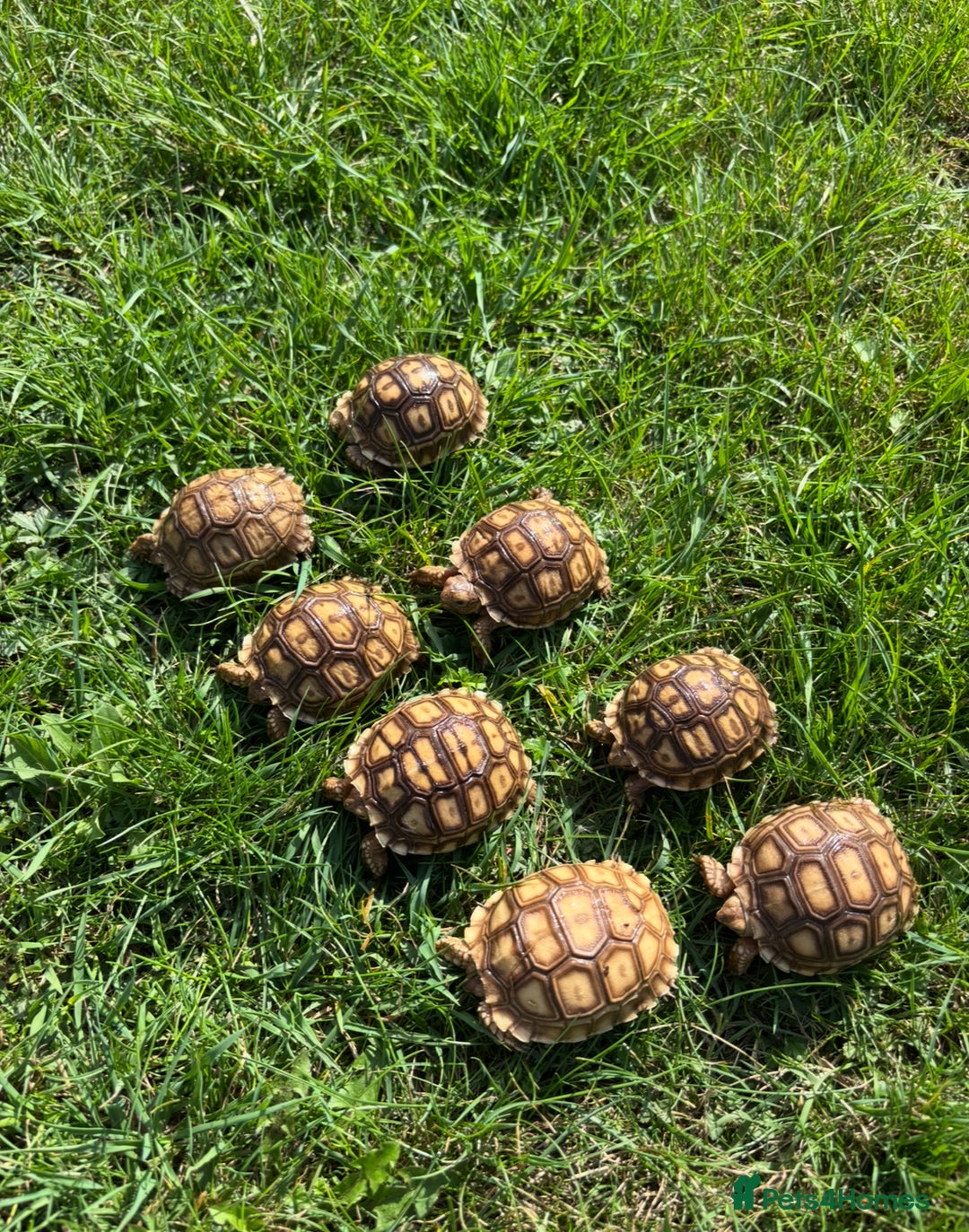 Tortoise reptiles for sale: Sulcata Hatchlings  - Image 4