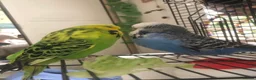 Budgerigars birds for sale: Pair of Tame Exhibition Budgies - Advert 2
