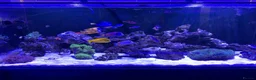 Other/Mixed Breed fish for sale: Marine tank break down - Advert 1