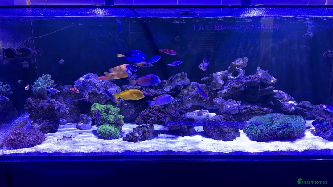 Other/Mixed Breed fish for sale: Marine tank break down - Advert 1