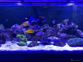 Other/Mixed Breed fish Marine tank break down - Advert 1