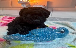 Yorkiepoo dogs for sale: 1 beautiful yorkiepoo ready to leave 🥰🥰 - Image 39