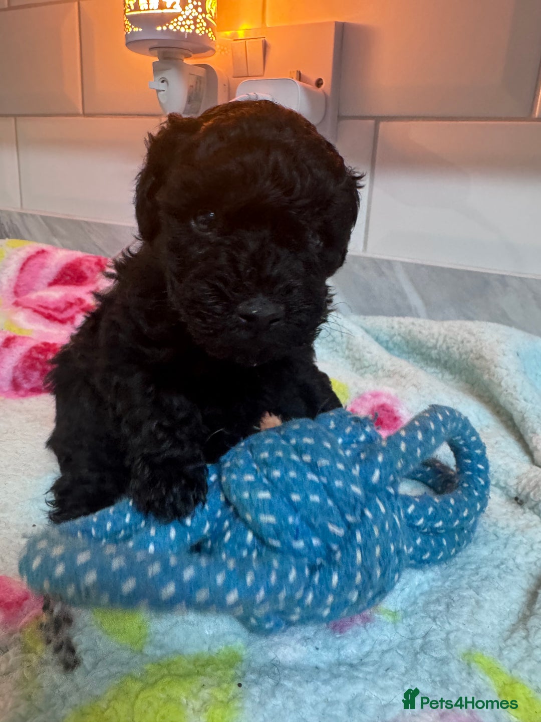 Yorkiepoo dogs for sale: 1 beautiful yorkiepoo ready to leave 🥰🥰 - Image 39