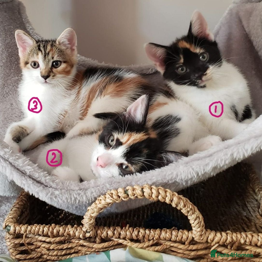 Mixed Breed cats GORGEOUS CALICO SISTERS! - Advert 1