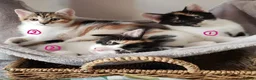 Mixed Breed cats for sale: GORGEOUS CALICO SISTERS! - Advert 1