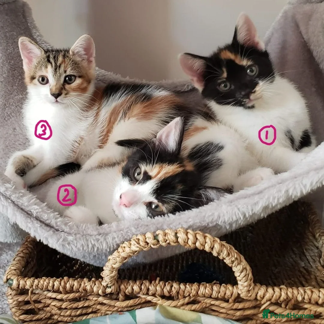 Mixed Breed cats for sale: GORGEOUS CALICO SISTERS! - Advert 1