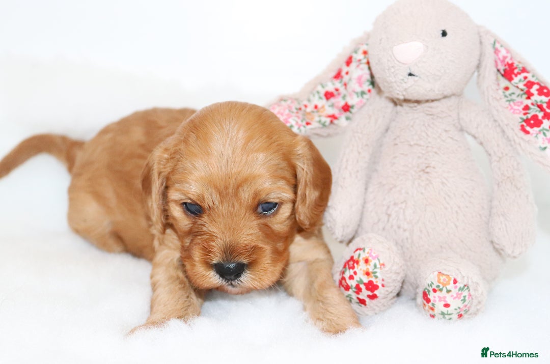 Cavapoo dogs for sale: Welcome to Cotswold Cavapoos - Advert 16