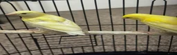 Canaries birds for sale: 3 yellow canaries /read the description - Advert 6