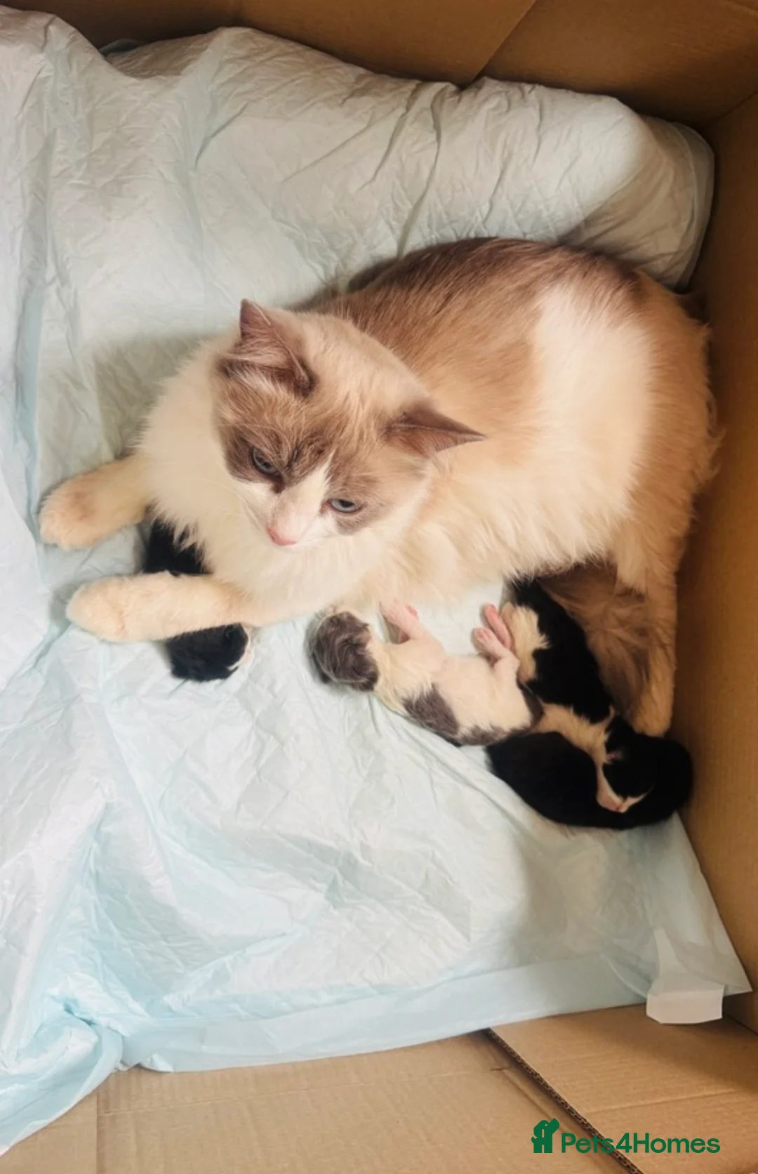 Ragdoll cats for sale: Ragdoll cross - Advert 2