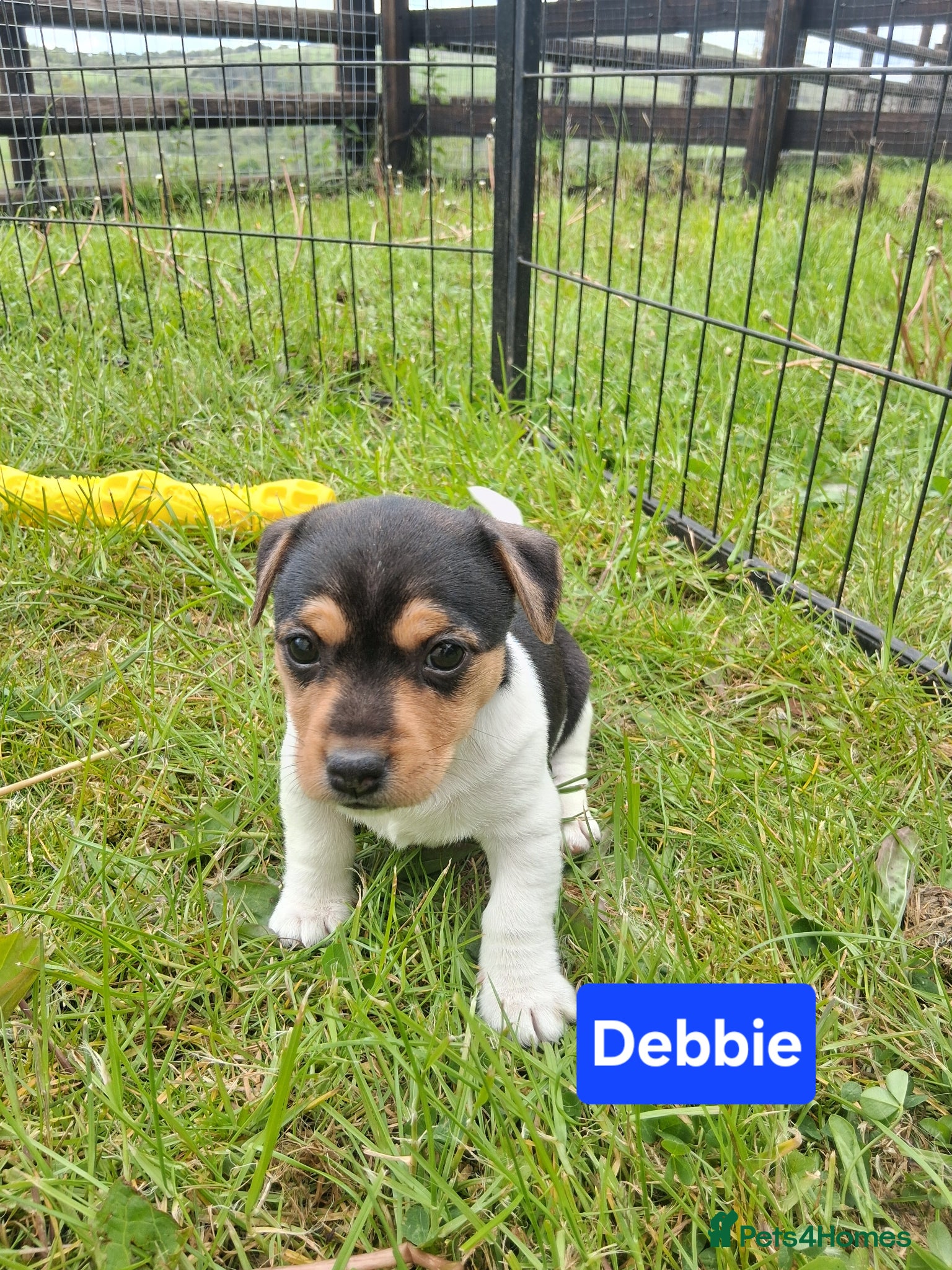 Jack Russell dogs Jack Russell Puppies - Ready June 3rd - Advert 10