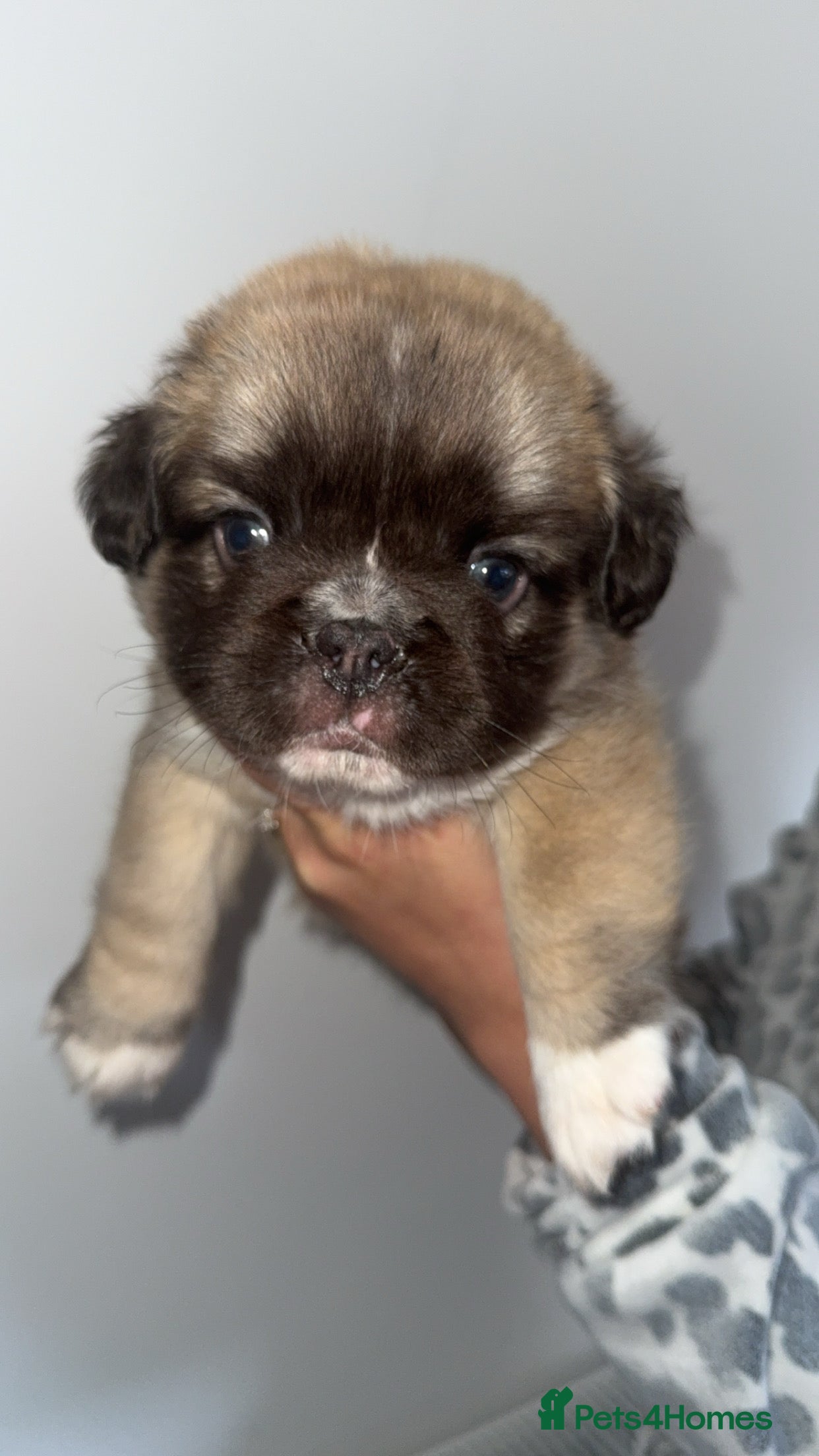 French Bulldog dogs Fluffy French bulldog pups - Advert 1