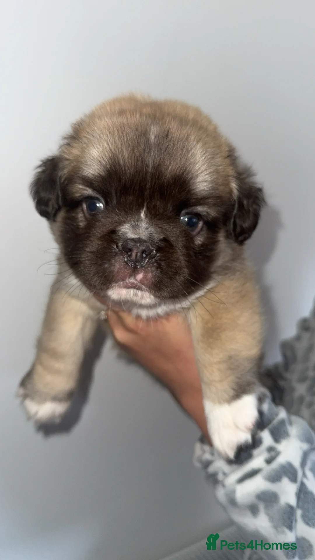 French Bulldog dogs for sale: Fluffy French bulldog pups - Advert 1