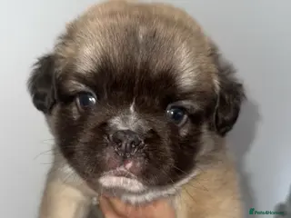 French Bulldog dogs Fluffy French bulldog pups - Advert 1