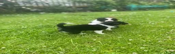 Border Collie dogs for sale: Border Collies Puppies in Lauder - Advert 15