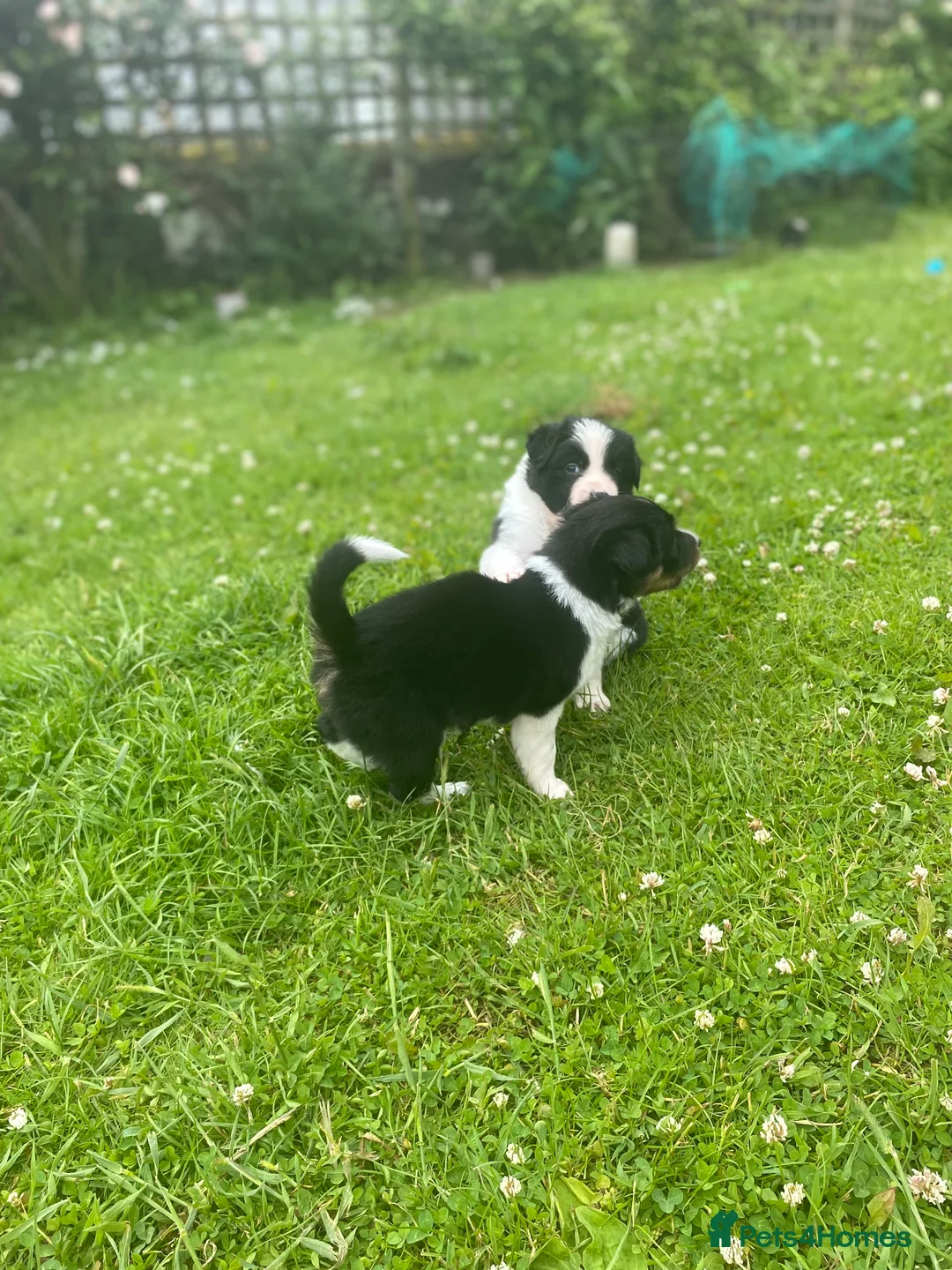 Border Collie dogs for sale: ***1 left***Border Collies Puppies - Advert 21