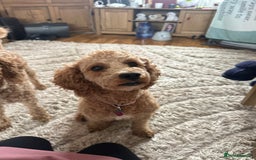 Cavapoochon dogs for sale: Beautiful cavapoochon puppies - Image 13
