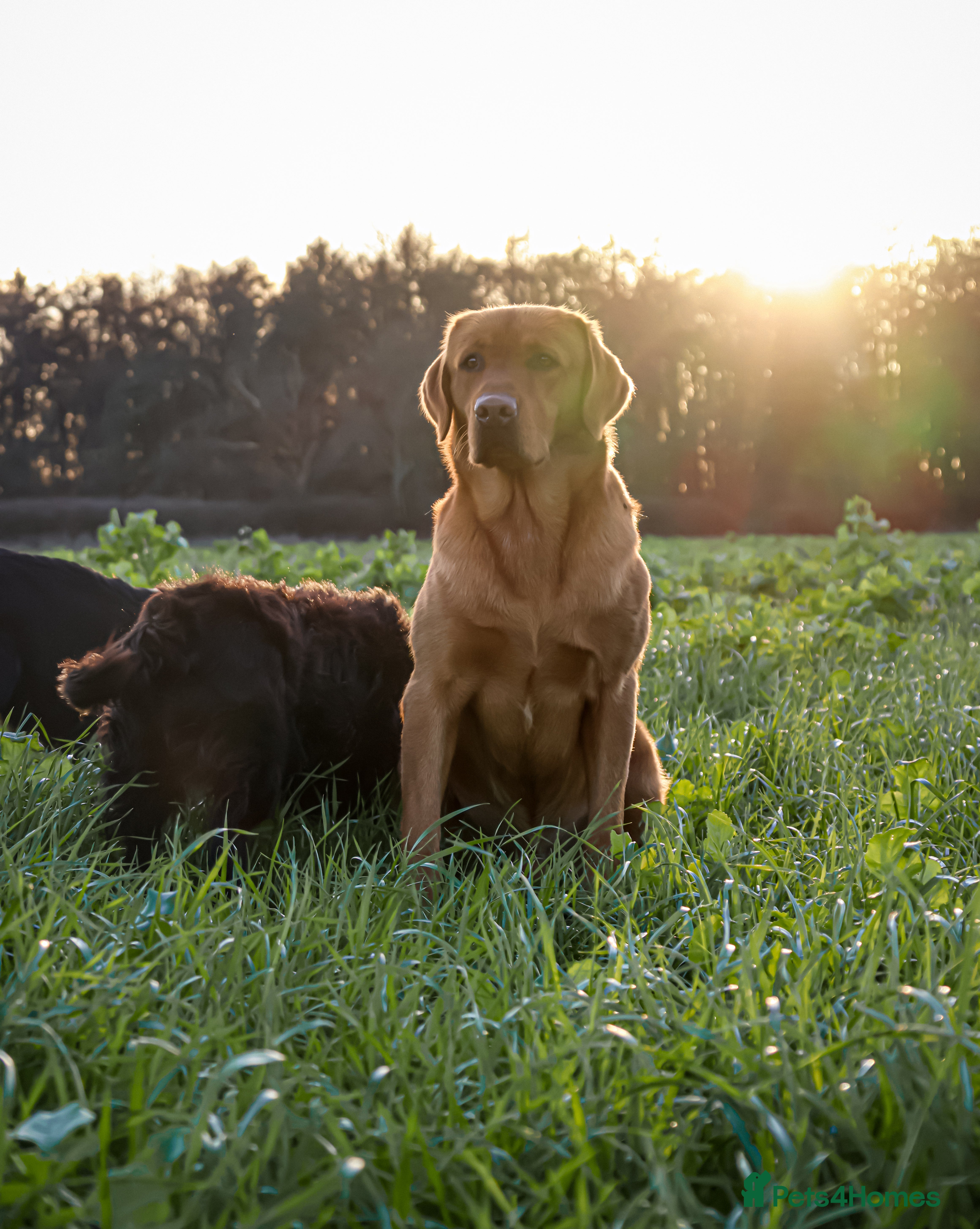 Labrador Retriever dogs PROVEN KC Fox Red Health Tested Labrador Stud Dog in Chippenham - Advert 1