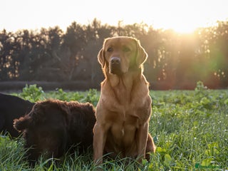 Labrador Retriever dogs PROVEN KC Fox Red Health Tested Labrador Stud Dog in Chippenham - Advert 1