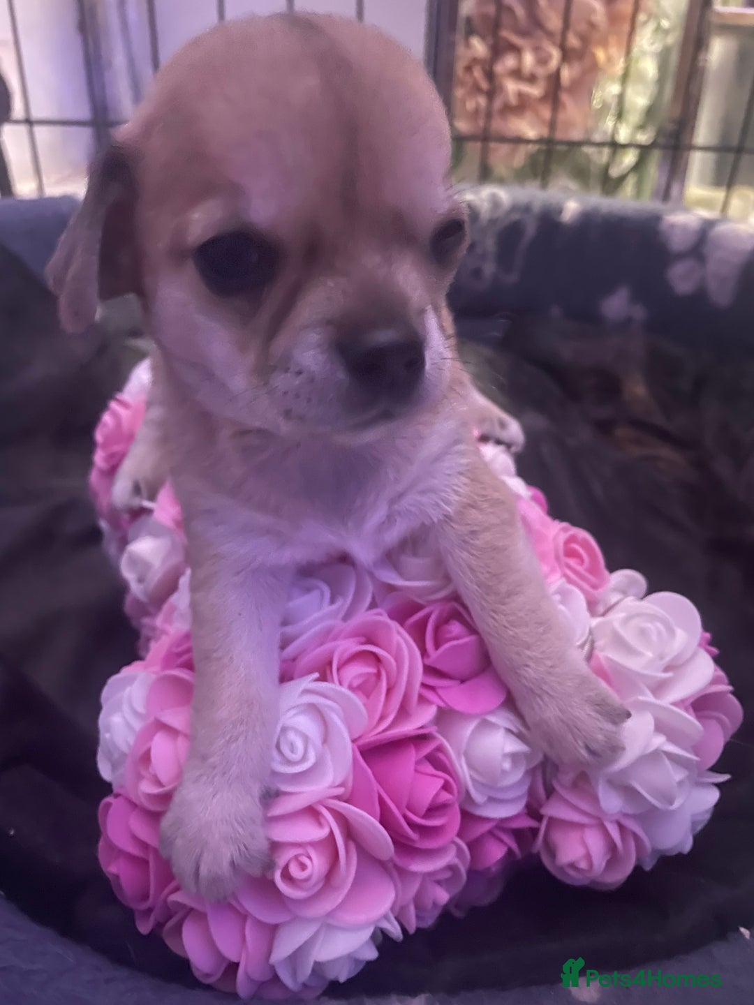 Chihuahua dogs for sale: Chihuahua puppy  - Advert 4