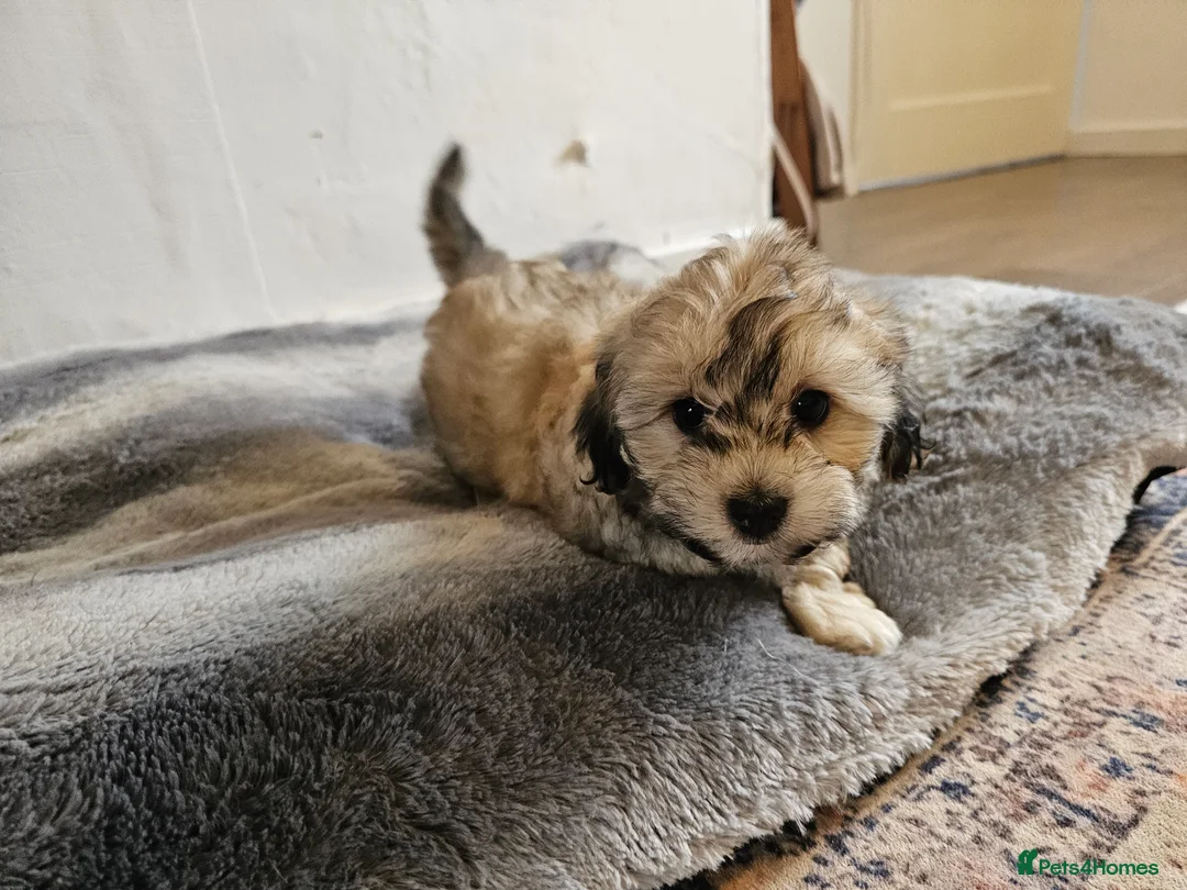 Shihpoo dogs for sale: Beautiful 3rd Generation Shihpoos  - Advert 9