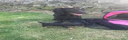 Cocker Spaniel dogs for sale: Gamekeeper bred - Advert 10