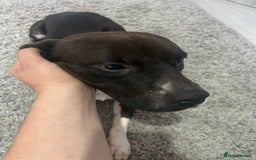 Mixed Breed dogs for sale: Free  - Image 1