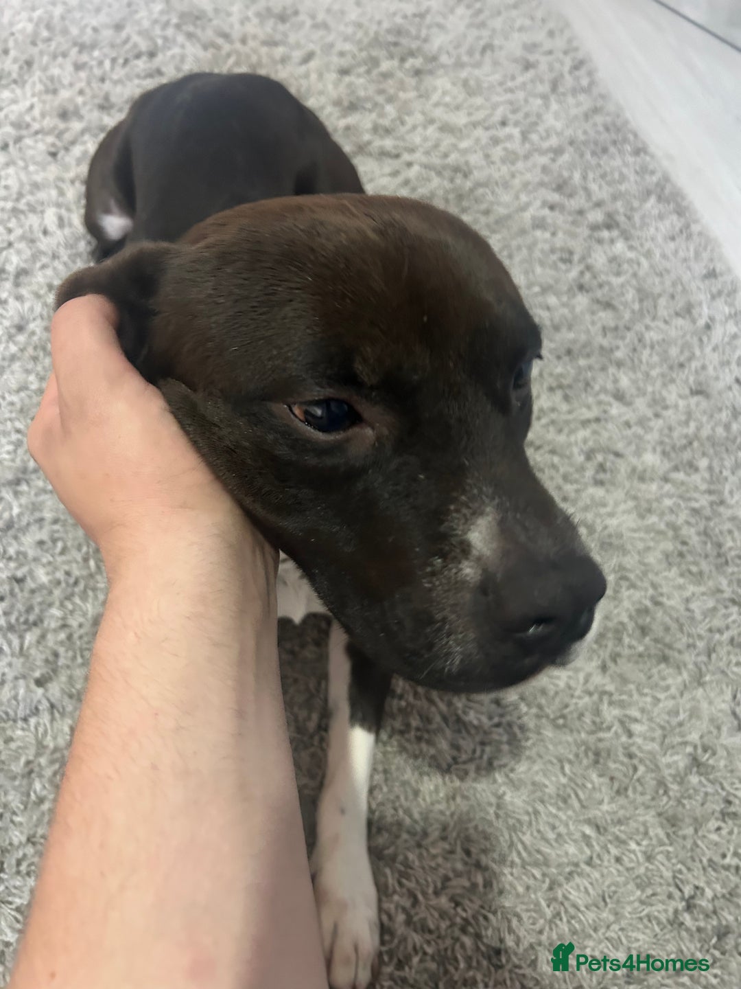 Mixed Breed dogs for sale: Free  - Image 1