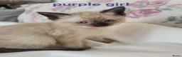 Ragamese cats for sale: Gorgeous Ragdoll x Siamese Kittens - Advert 17