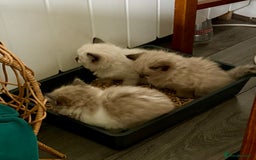Ragdoll cats for sale: Loving Ragdoll kittens - Image 16