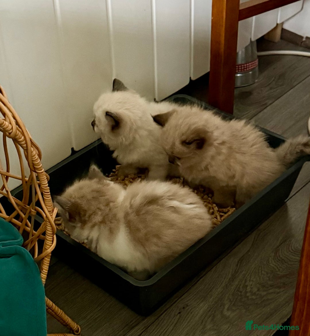 Ragdoll cats for sale: Loving Ragdoll kittens - Image 16