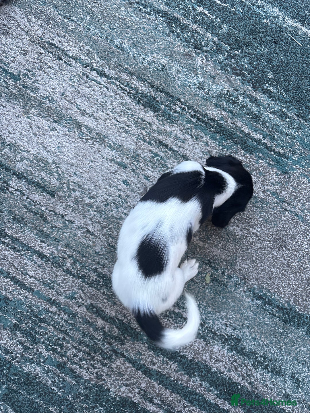 English Springer Spaniel dogs for sale: Springer Spaniel Puppies - mixed colours  - Advert 8