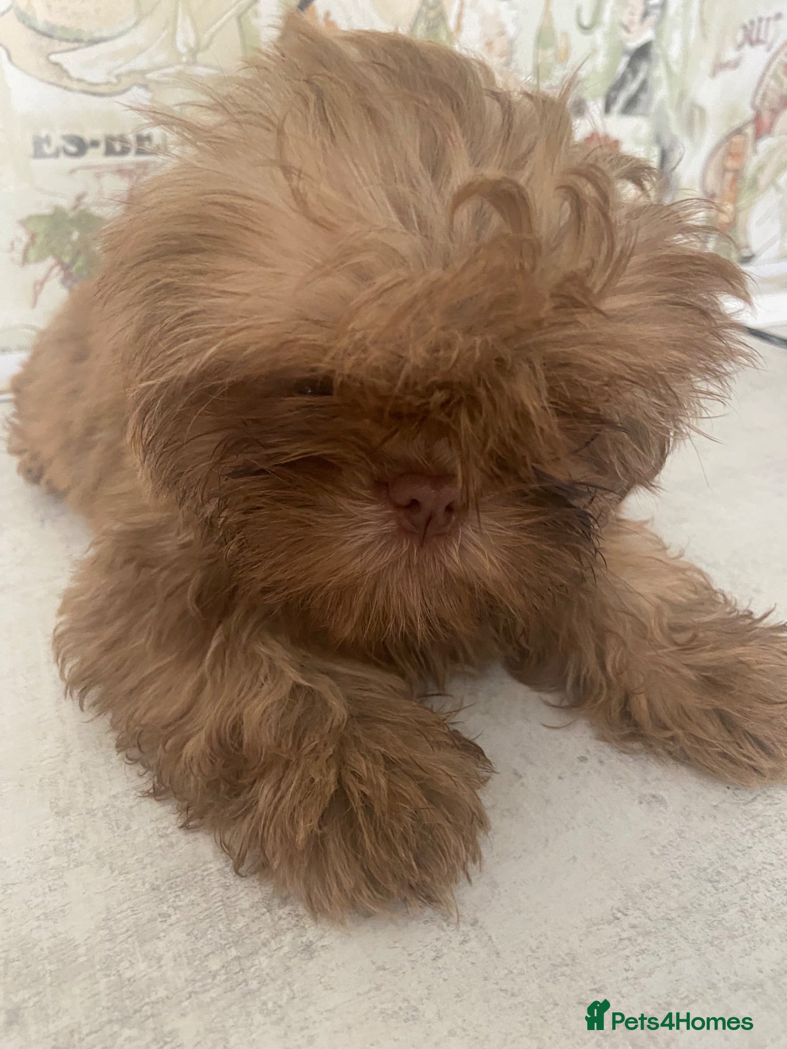 Shih Tzu dogs Beautiful shihtzu pups  - Advert 1