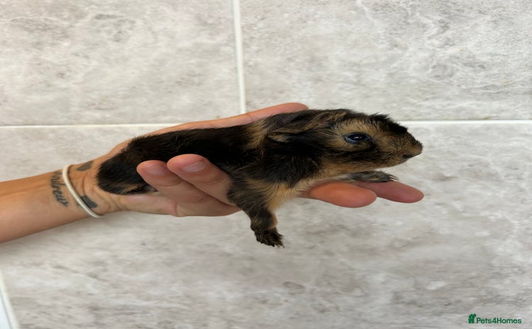 Guinea Pig rodents Beautiful Otter colour full peruvian& 3 PEWs   - Advert 1