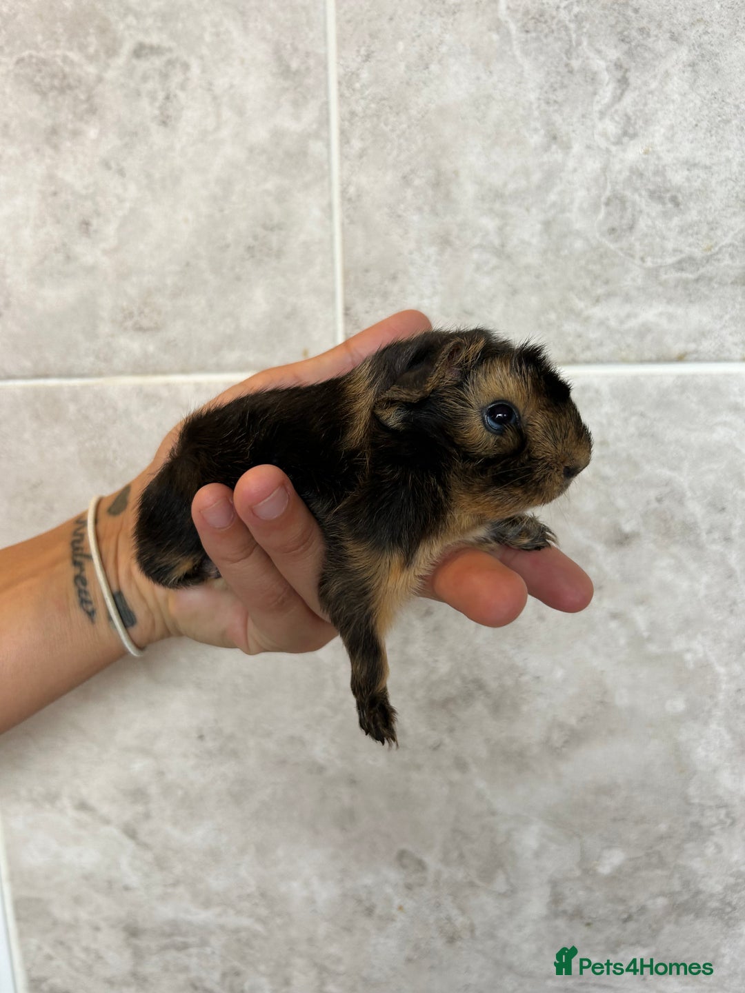 Guinea Pig rodents for sale: Beautiful Otter colour full peruvian& 3 PEWs   - Advert 1