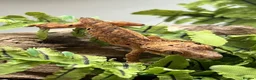 Gecko reptiles for sale: CB25 Crested Geckos | Dalmatian & Lily White  - Advert 8