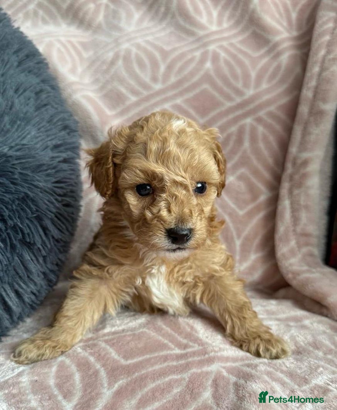 Toy Poodle dogs for sale: Phantom, black and tan and cream toy poodles  - Image 10