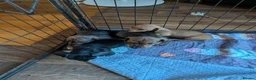 Miniature Dachshund dogs for sale: Red brindle miniature smooth dachshunds  in Swindon - Advert 7