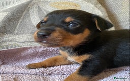 Jack Russell dogs for sale: 3 gorgeous male Jack Russells - Image 9