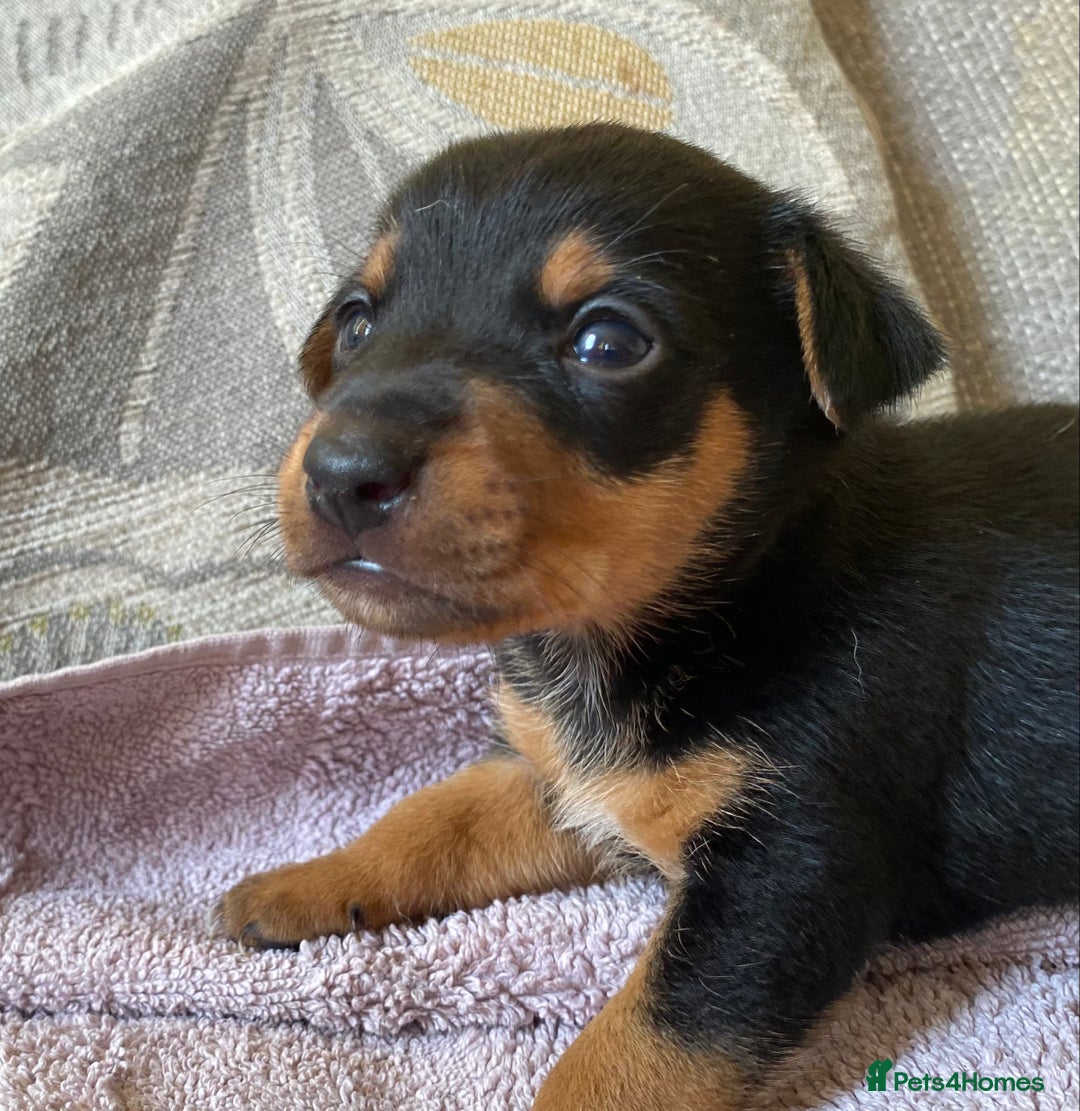 Jack Russell dogs for sale: 3 gorgeous male Jack Russells - Image 9