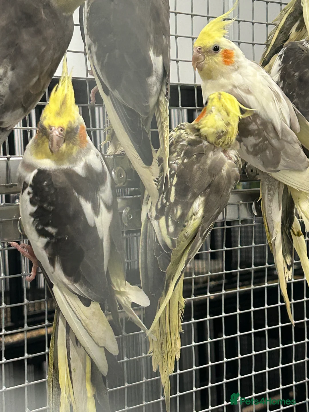 Cockatiels birds for sale: Hand Reared Stunning Baby Cockatiels  - Advert 2