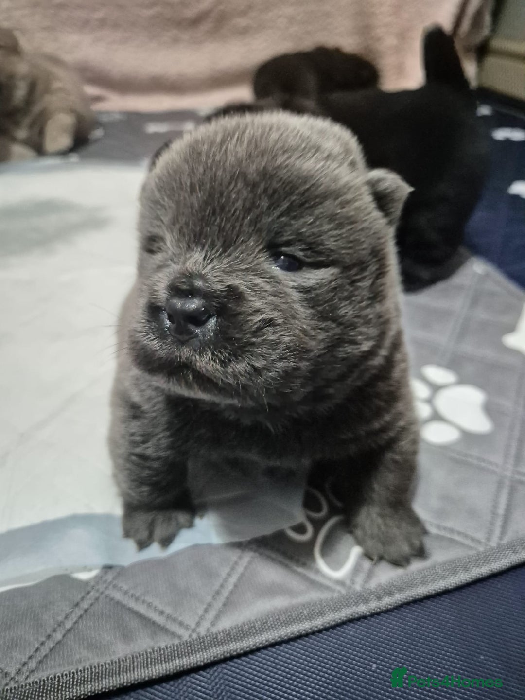 Chow Chow dogs for sale: Beautifull teddybear chow chows - Advert 6