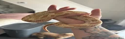 Mixed Breed reptiles for sale: Vivarium set ups and snakes for sale  - Advert 3
