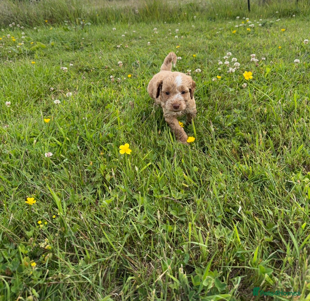 Cockapoo dogs for sale: Beautiful Cockapoo Puppies  - Image 11