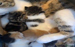 Domestic Shorthair cats for sale: Four beautiful kittens for new home  - Image 6