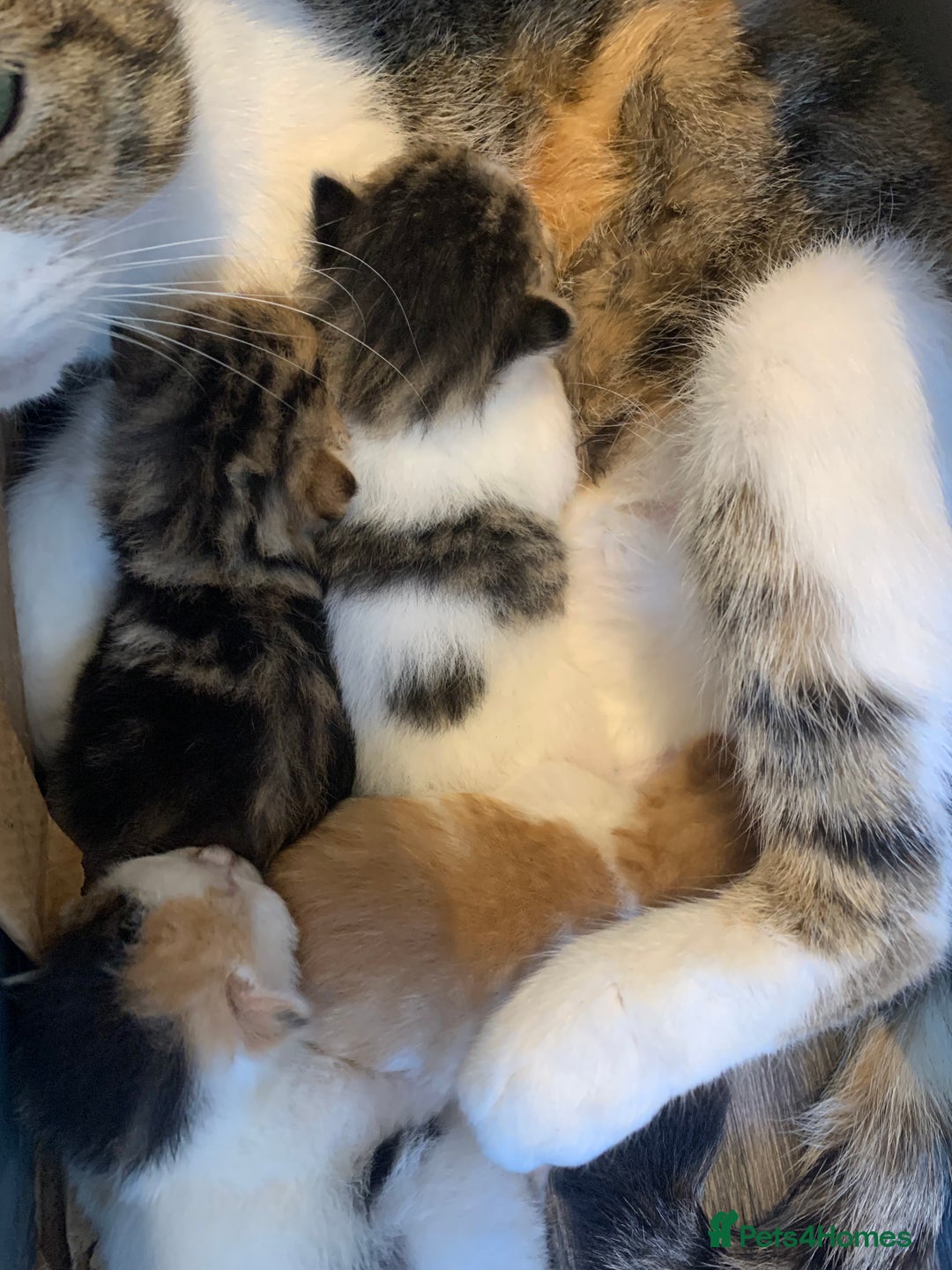 Domestic Shorthair cats for sale: Four beautiful kittens for new home  - Image 6