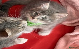 British Shorthair cats for sale: Last one left grey and white female  - Image 2