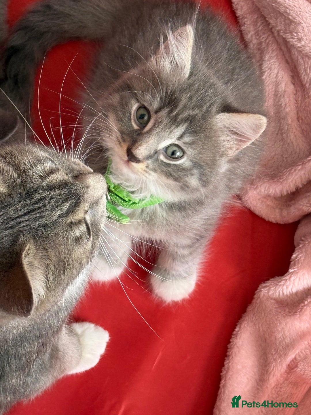 British Shorthair cats for sale: Last one left grey and white female  - Image 2